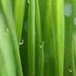 We sell fresh wheatgrass. telephone 07762580683 to discuss options.