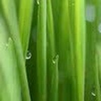 Angelique vanEngelen (@scotswheatgrass) 's Twitter Profile