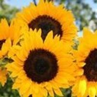 Gi DiFronzo (@gidiproductions) 's Twitter Profile Photo