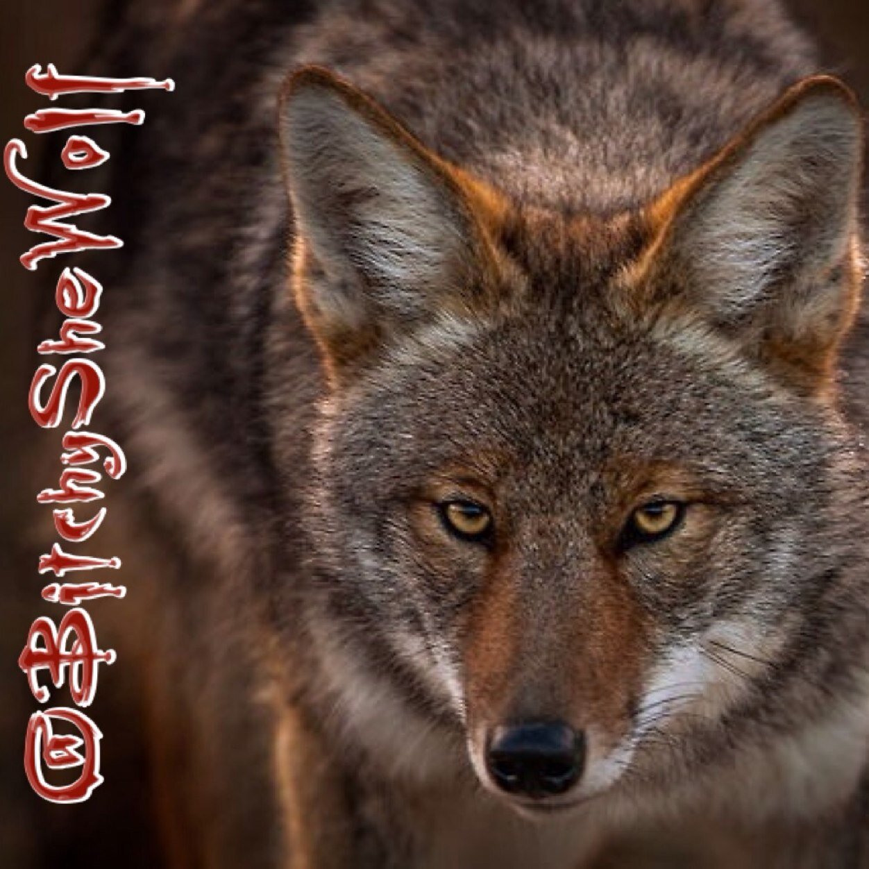 If you see me, you had better run. I am the uncontrollable side of @MakesYouSquirm and @DarkSideOfJess. And @TrackerByNature is MINE. #ClaimedAndOwnHim [21+RP]