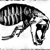 Insectotròpics (@insectotropics) 's Twitter Profile Photo