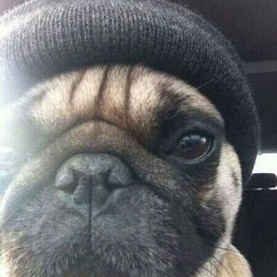 Puggo26's profile picture. 