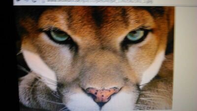 P4dPuma's profile picture. Pay4Diie-Clan