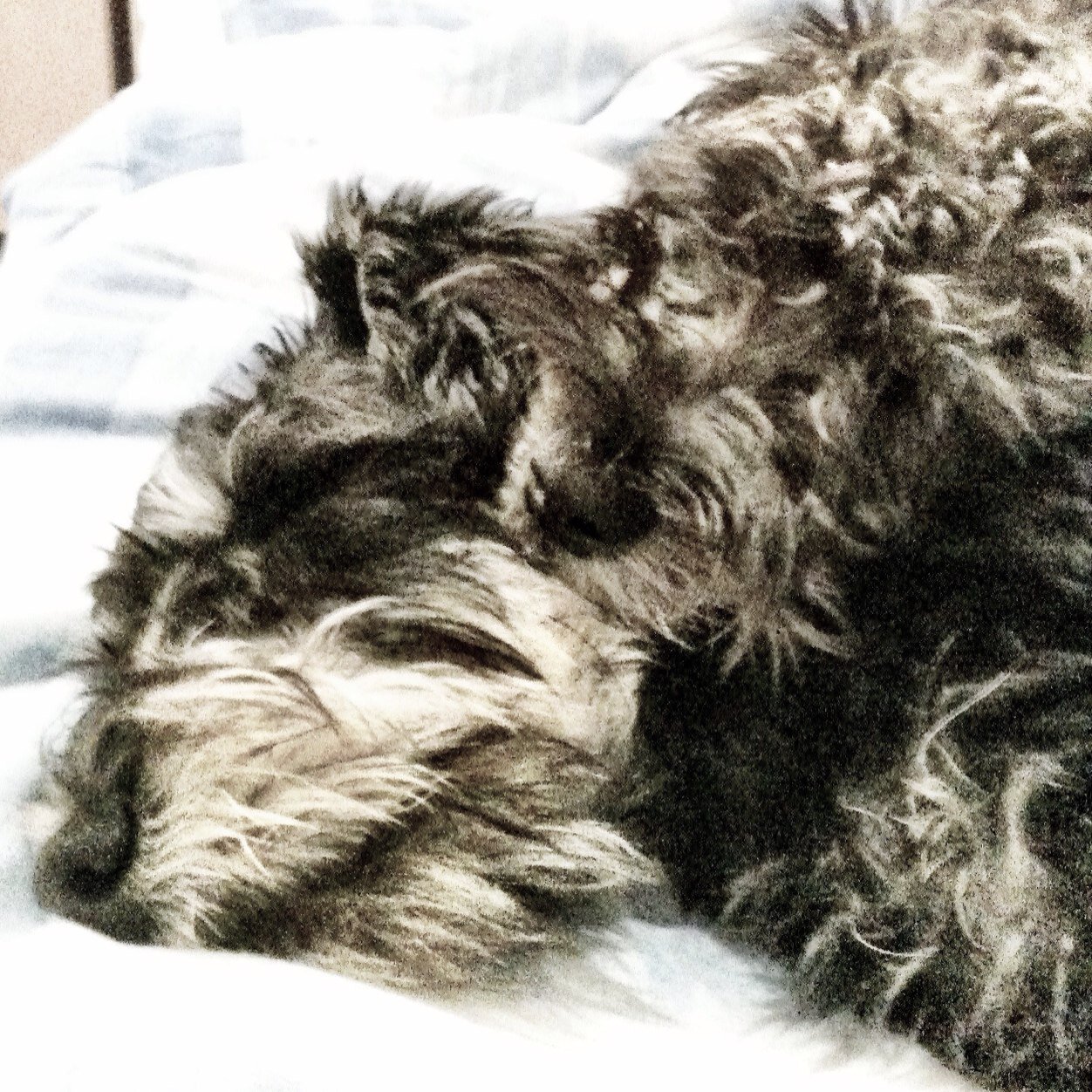 alicemur's profile picture. Delightful.