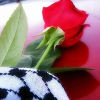 أعشق أرطك يا بلادي