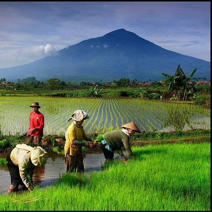 Farmer