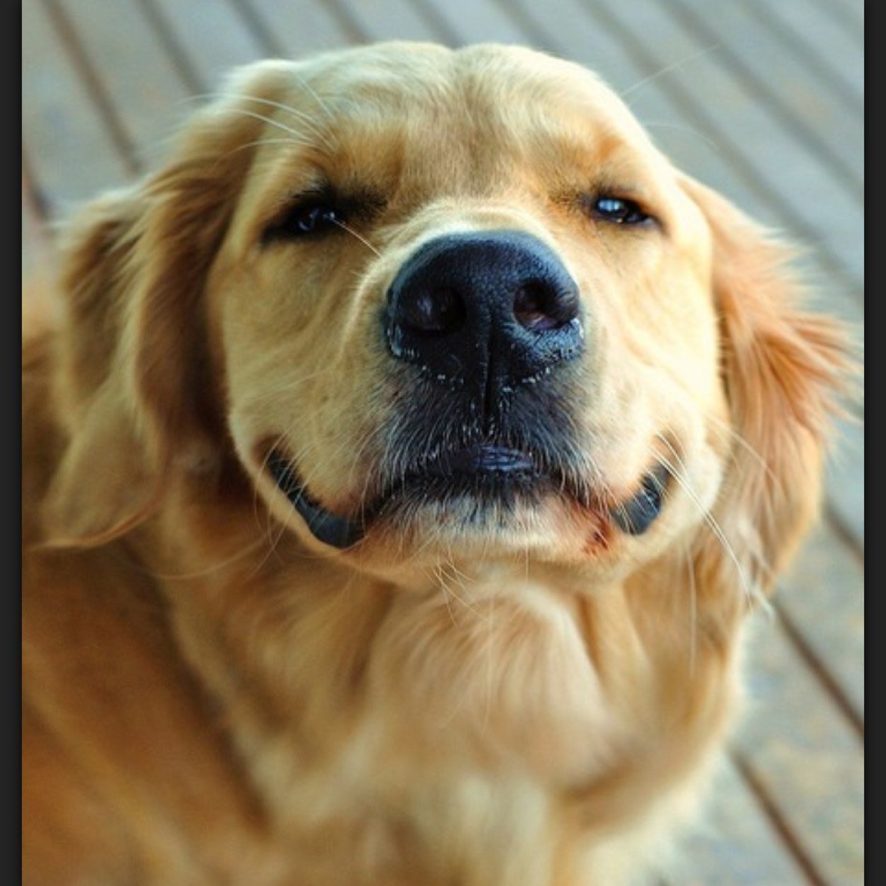 From pet facts, to training info, to vet advice, and more. We feature dogs, cats, and exotics, oh my! All info posted is twice researched.