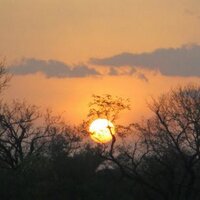 #SaveAtewaForest (@darylbosu) 's Twitter Profile