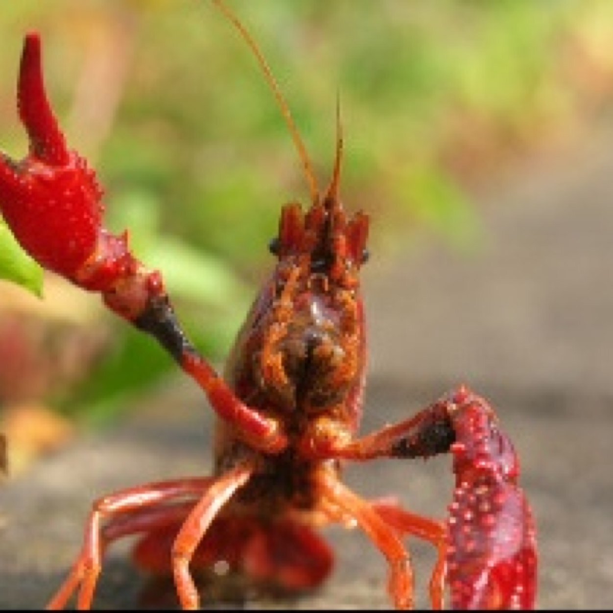 世知辛い世の中を全うすることにした。 体はザリガニ頭脳は大人。世渡り上手なザリガニ目指します。