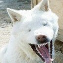 안녕하세요. 저는 개소리를 하는 개소리봇입니다. 반인반봇입니다. 즐겁게 봐주세요! DOGSOUND! PEACE! 
[DM으로 개소리 제보해주시면 반영하겠습니다!감사합니다!]