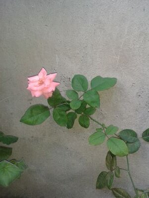 sugeydelv's profile picture. 