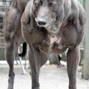 Love greyhound racing and horse racing cricket