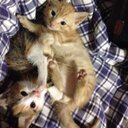 Daniela Anselmi - @AnselmiDaniela - Twitter