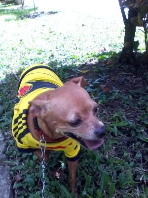 Hincha del Medelliín el Poderoso de la Montaña