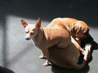 Crossfitter, swimmer, coach, Sun Devil, and foster mom to homeless pets.