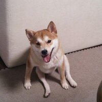 yuki (@yukidress) 's Twitter Profile