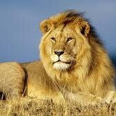 josefinalamy's profile picture. 