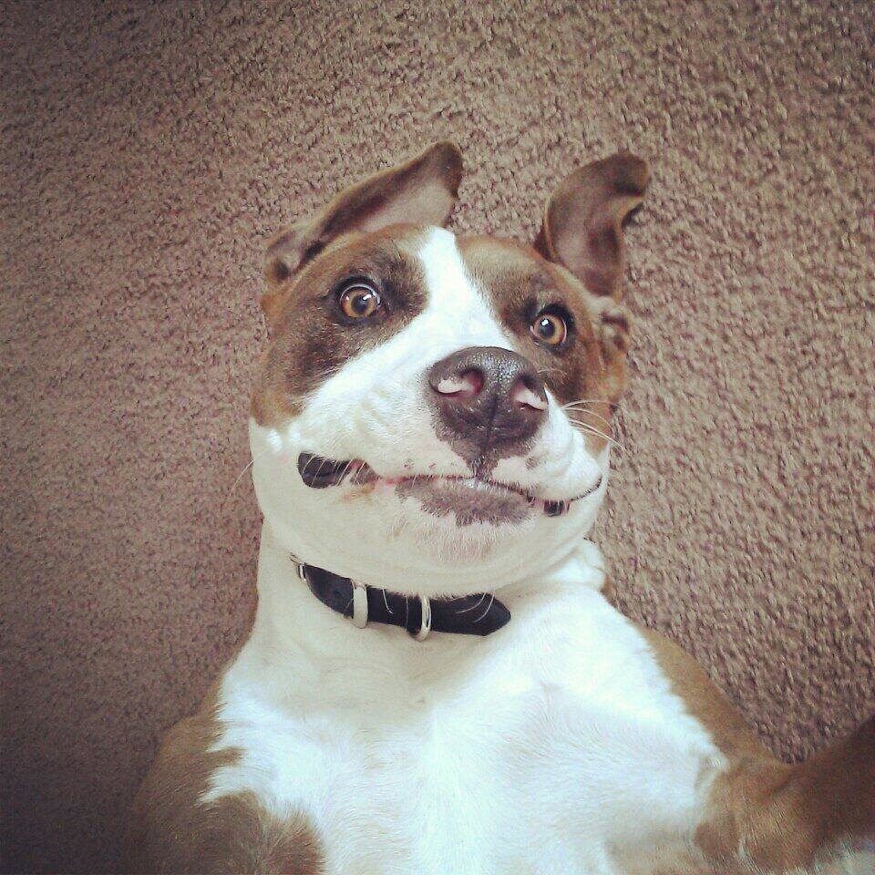 mordecai210's profile picture. dog, awesome, burgers and fries