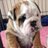 BulldogsofHull's profile image