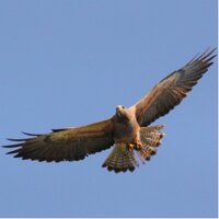 Breanna Martinico (@burnabea) 's Twitter Profile