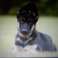 Susan S (@suz_js) 's Twitter Profile