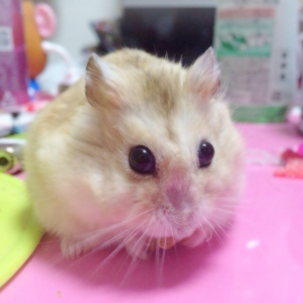 tsk_style's profile picture. いままでありがとうございました。