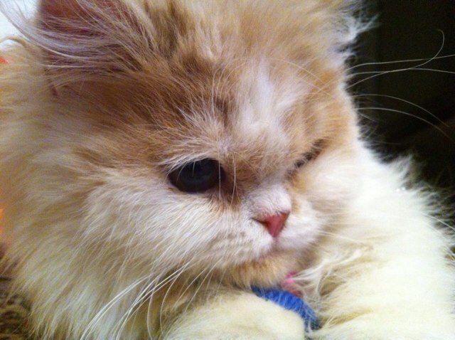 ArkKia's profile picture. کلینیک حیوانات خانگی ارک تبریز
آدرس: تبریز-خیابان 17 شهریور جدید 
٠٩١٤٣١١٥٨٨٢