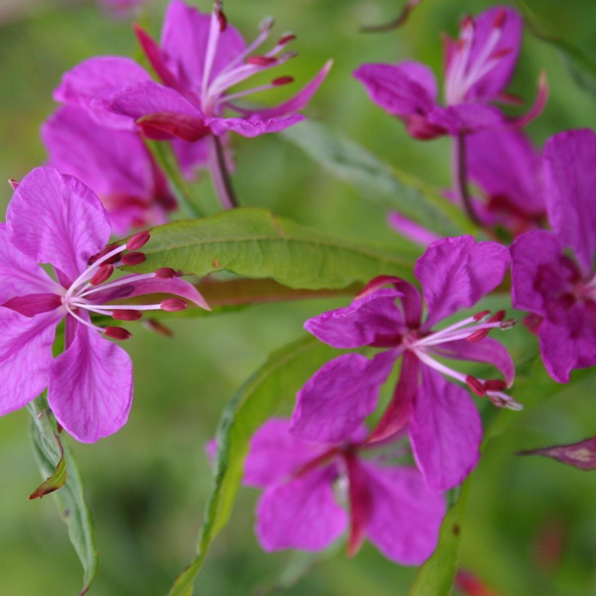 LisaBelcher6's profile picture. 