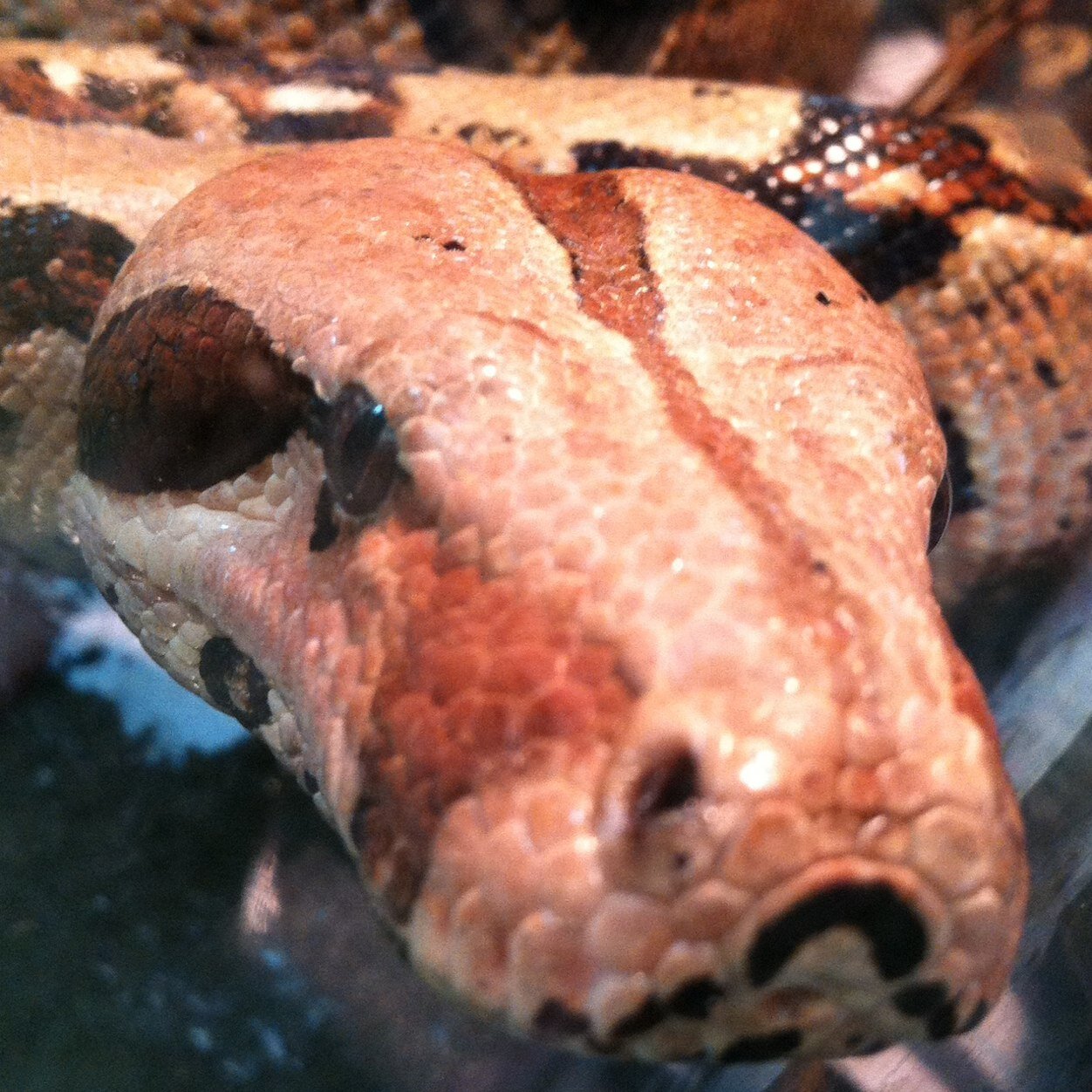 I'm a professional reptile breeder. Currently breeding: Corn Snake Morphs & Red Tail Boas. Next up, Sulcata tortoises.