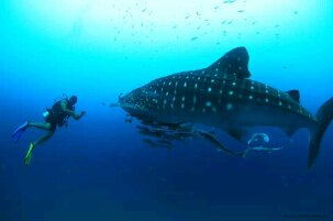 AlimudinBacho's profile picture. Info Tour package,Event Traveling, Outbound-Inbound, MICE, Family Gathering, Photography. Please contact 085346797578