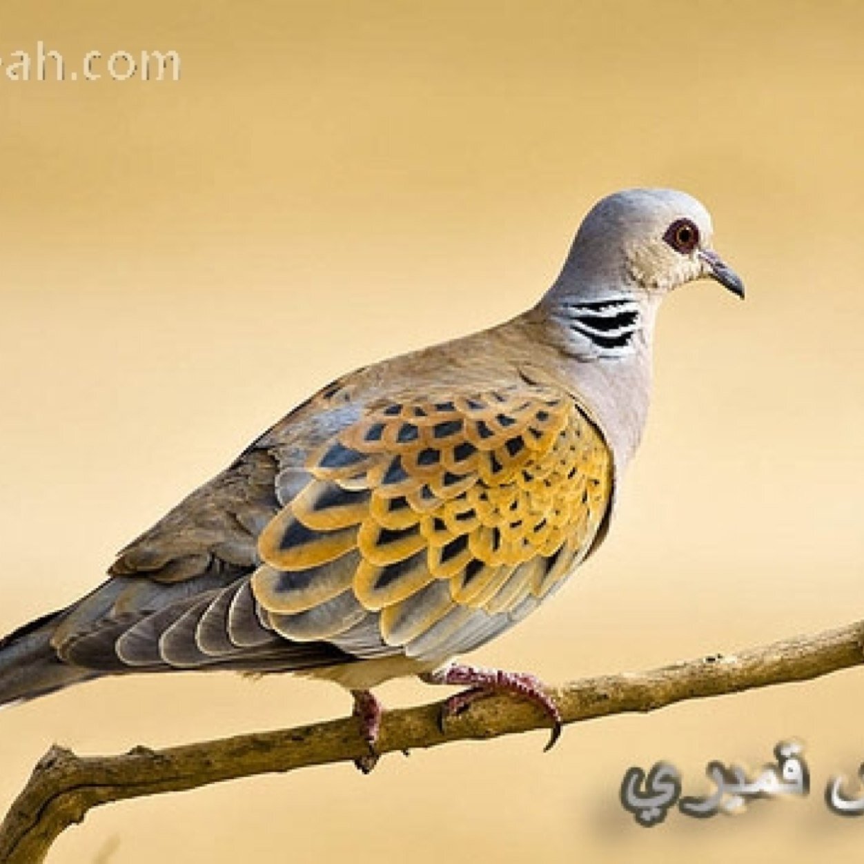 لا اله الا انت سبحانك اني كنت من الظالمين كل ما اقتبس او دوّن بمفضلتي R/5 تبادل الرتويت حتى لو مو لي وعطني تم