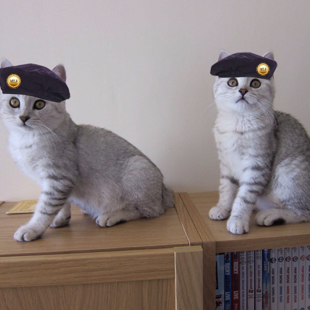 We are Barnaby and Balthazar, two cuddly kittens from England. Follow us to hear about our pawesome adventures. WLF forever! Instagram: @barnabyandbalthazar