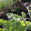 Laurel Schweigert - @LaurelSchweiger - Twitter