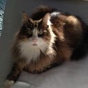 freulepopje's profile picture. Persvrijheid, mensen met een visie, vrije denkers, medialiefde, katten