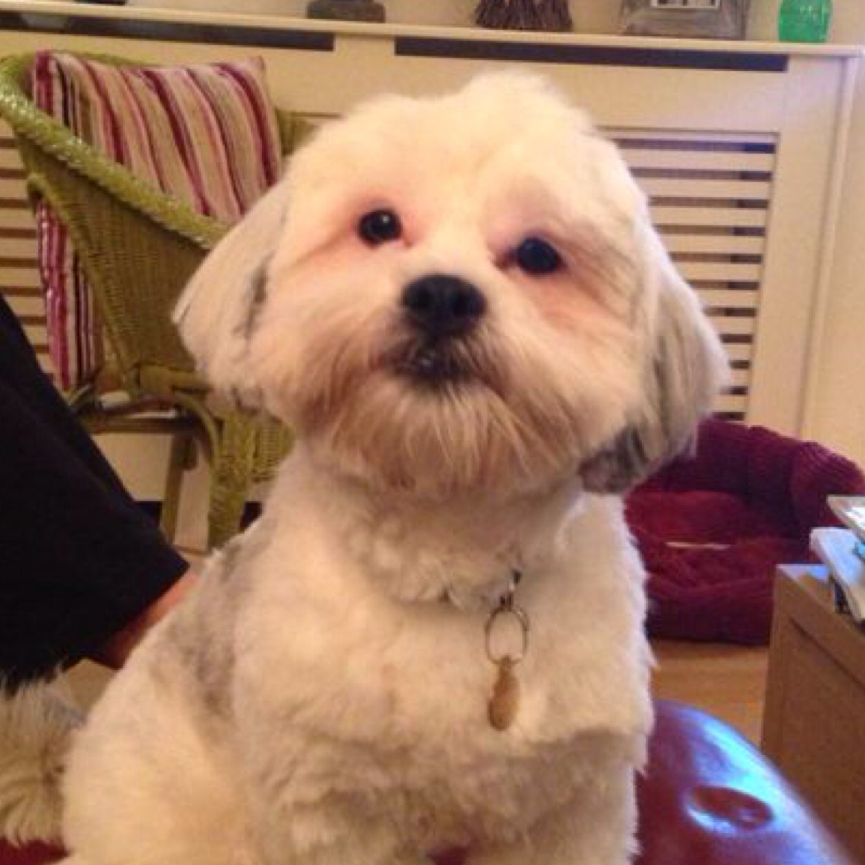 DigbySihtzu's profile picture. 