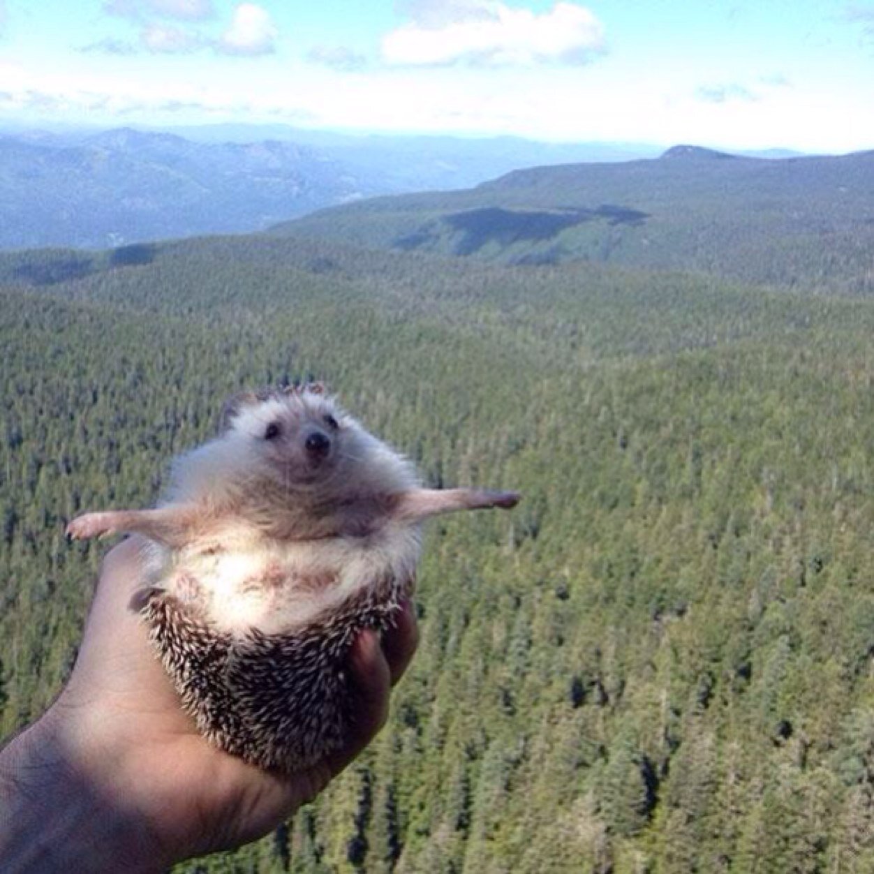 bc luke hemmings was a hedgehog in a past life