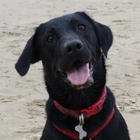 Ruby Dog (@rubys_rambles) 's Twitter Profile