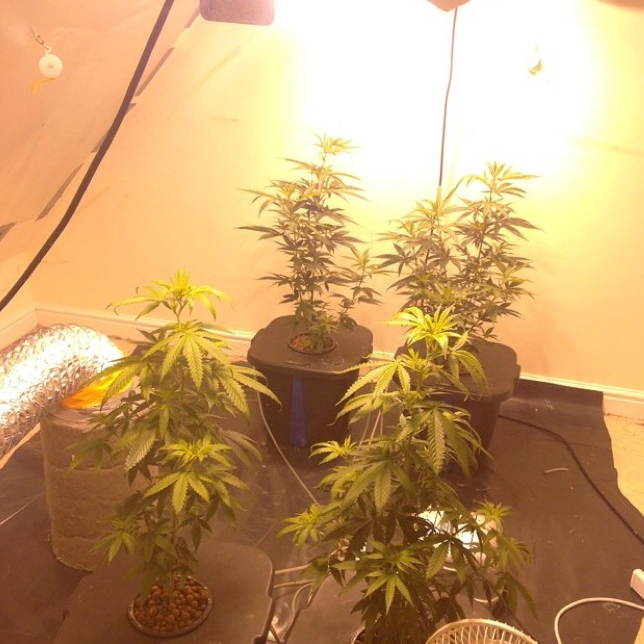 Smoke Weed Every Day
