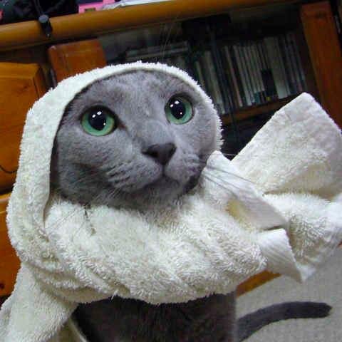 おもしろ犬猫 Omosiro Inuneko Twitter