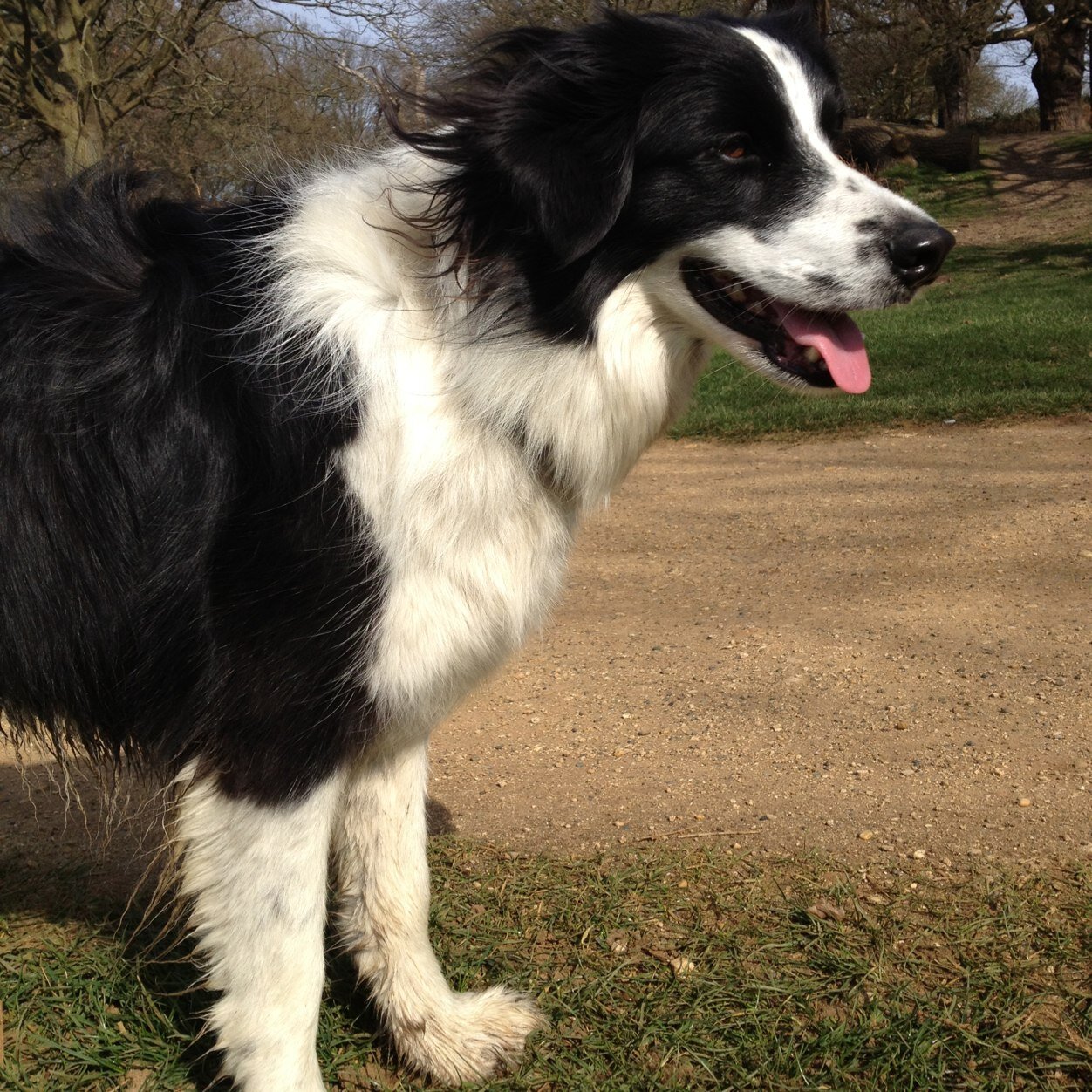 SpaceformHolly's profile picture. I am an expert at chasing and herding but also like eating, sleeping, tummy rubs and squeaky toys.