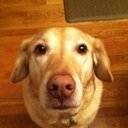 Ripley8chief's profile picture. 