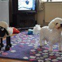 thewrongster's profile picture. 