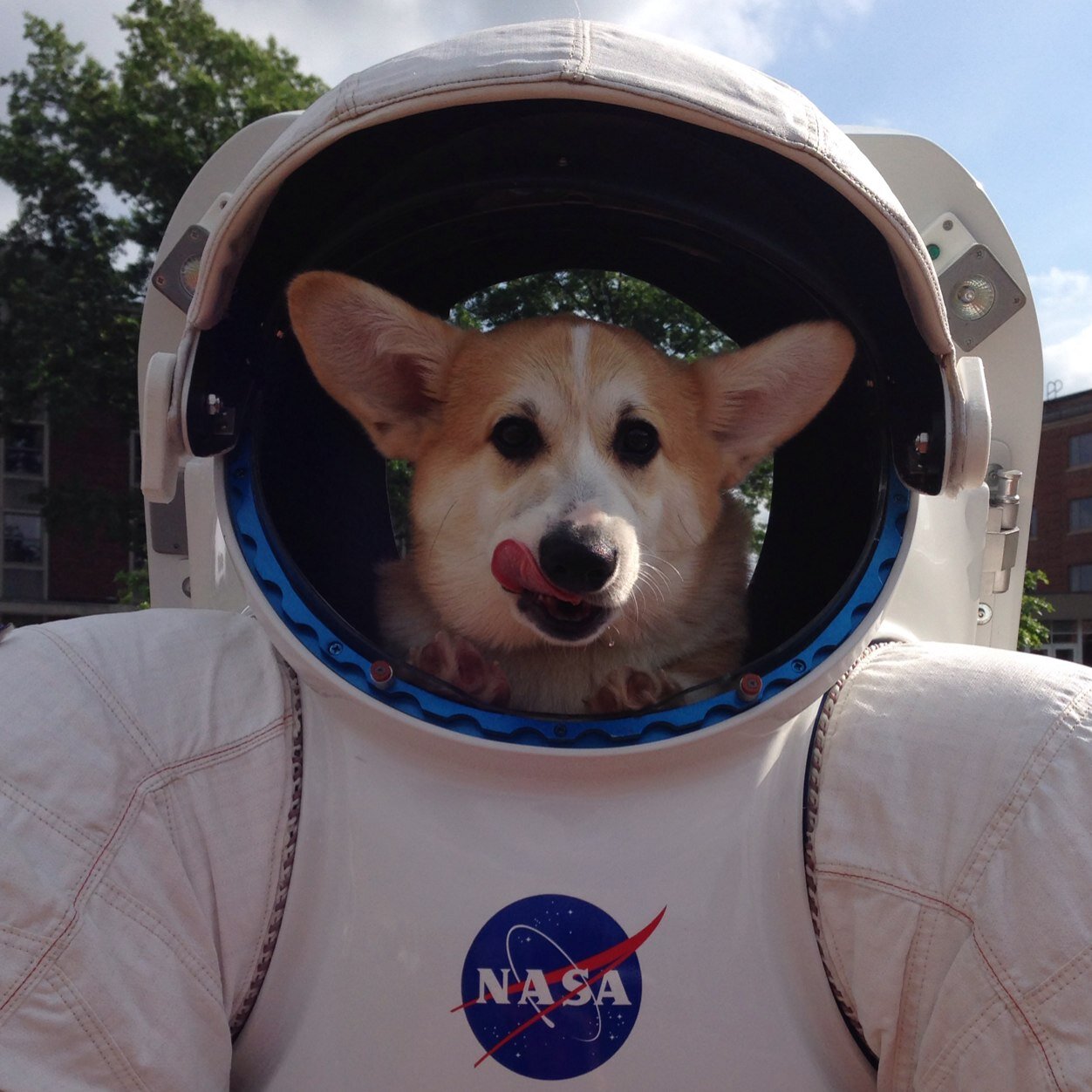 Official puppy of @BoldlyGo_Inst; best friend of @gompei; chaser of cat; I enjoy weightlessness, walks, and a good bouncy moon ball. I'm all ears.