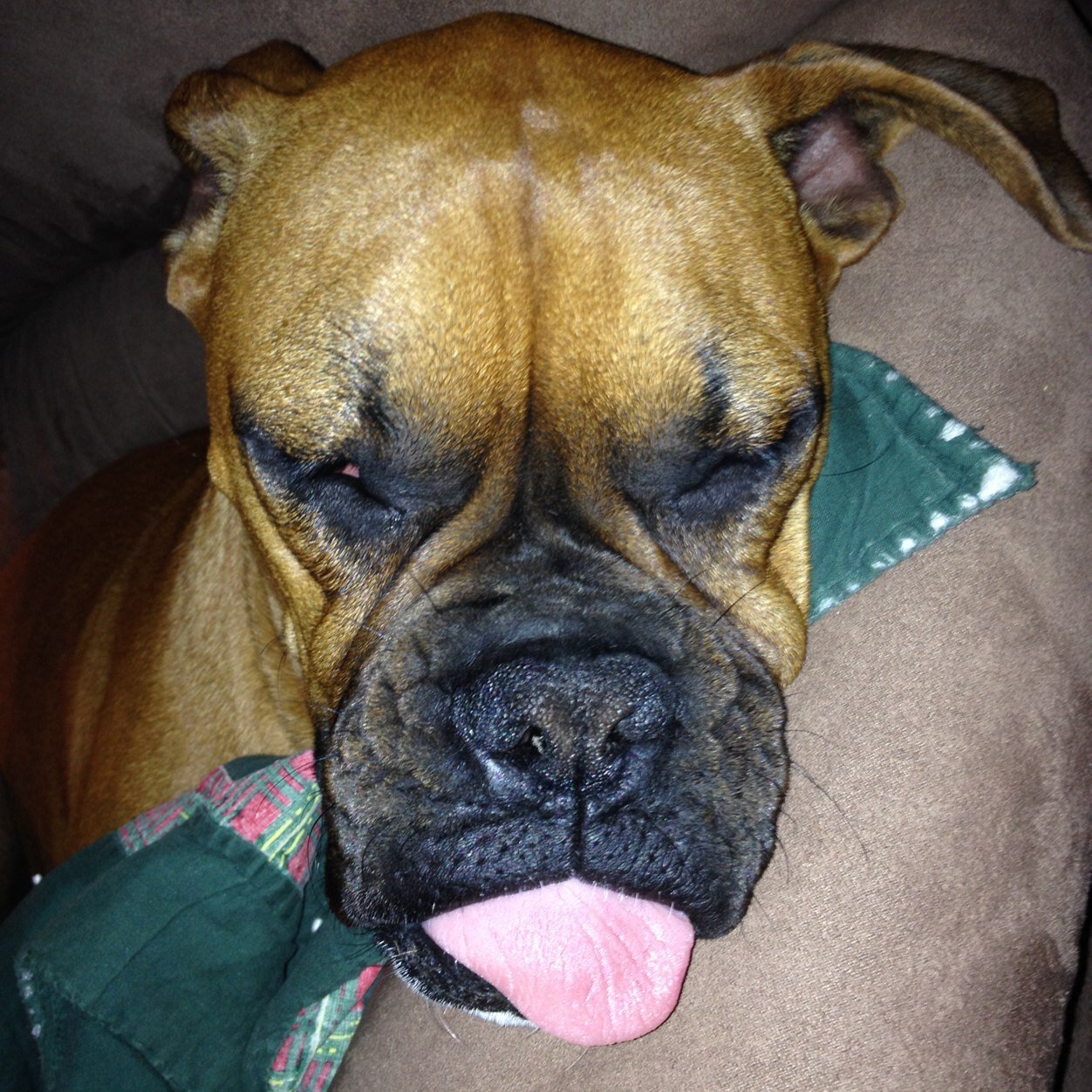 gingeralabama's profile picture. From the Great State of Alabama. Roll Tide! Love keeps me in California. Have best boxer pups, go Dwight Yoakam, Oasis (both Gallaghers), Beatles, Green Day!