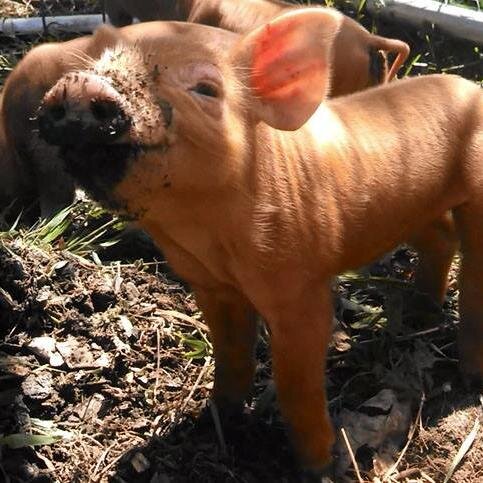 In Central Vermont, we are raising tasty, healthy & happy animals and vegetables & offer classes, tours and farmstays so you can experience a bit of farm life.