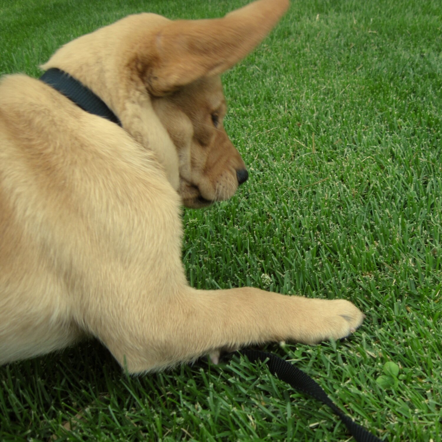 Odette is our second guide dog puppy. Follow her adventure growing up to become a guide this year.