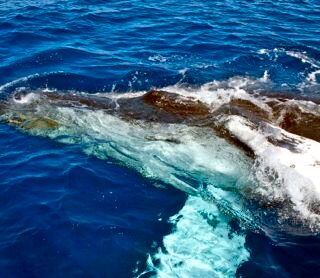 Staunch activist for free and safe whales; animal communicator; grief counselor for those who have lost their animal loved ones.