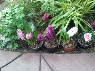 mommykaren81's profile picture. 