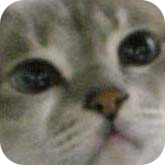 tsu_nyan's profile picture. 