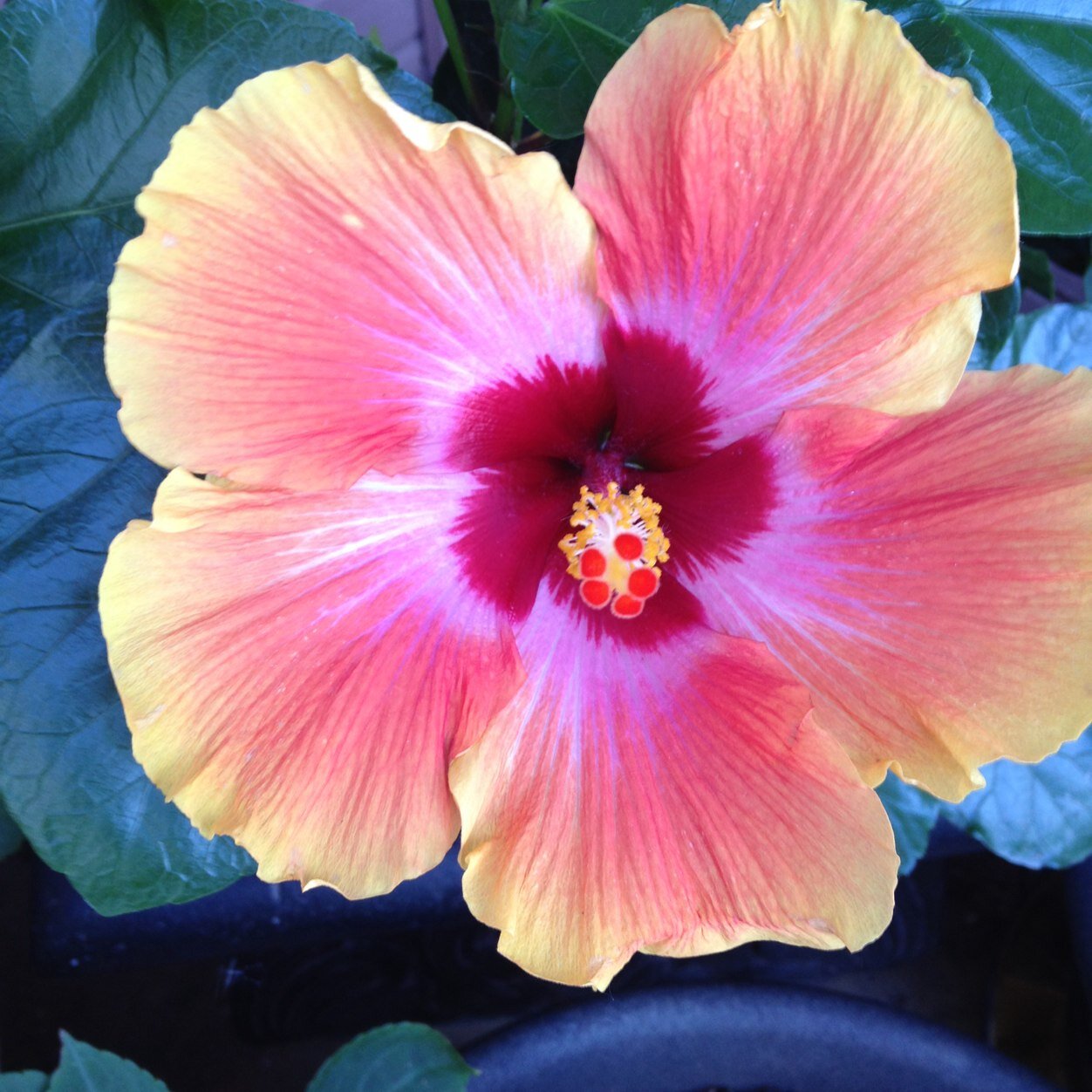 ShariMallory's profile picture. 